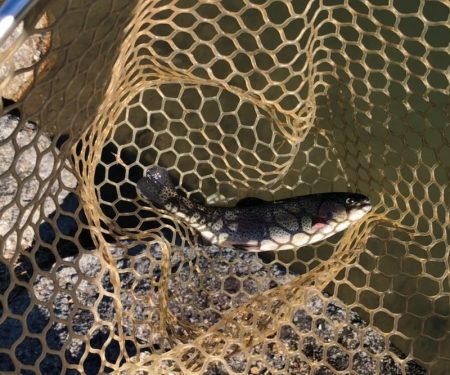 白州トラウトフィッシングエリア シルフ 釣果