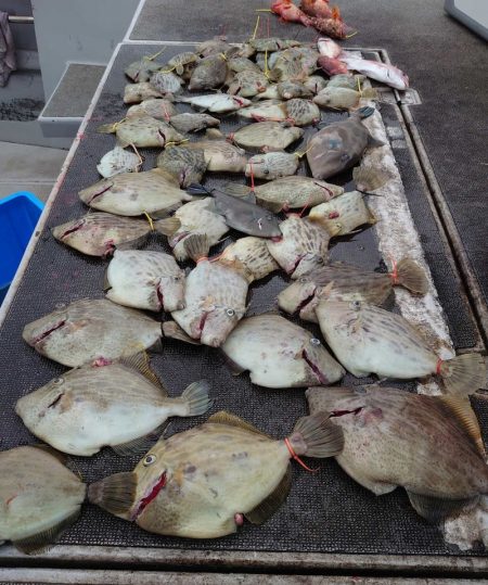 ブルースフィッシングサービス 釣果