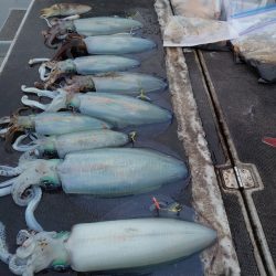 ブルースフィッシングサービス 釣果