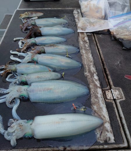 ブルースフィッシングサービス 釣果