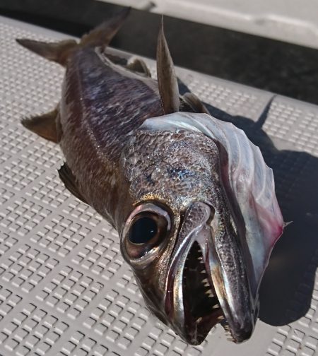 遊漁船　家入 釣果