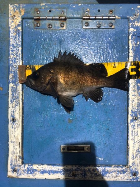 ヤザワ渡船 釣果