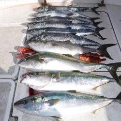 JDI Racing シールズマリンレジャー 釣果