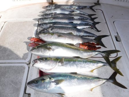 JDI Racing シールズマリンレジャー 釣果