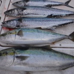 JDI Racing シールズマリンレジャー 釣果