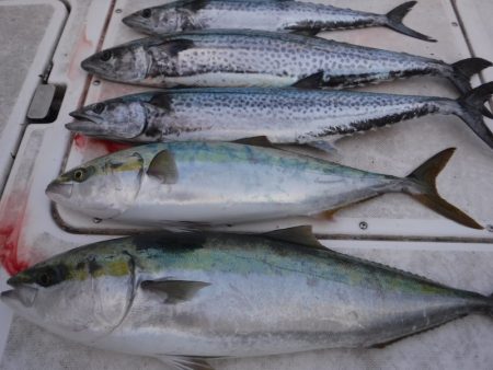 ＪＤＩ　Ｒａｃｉｎｇ　シールズマリンレジャ…