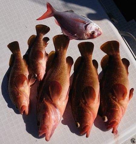 遊漁船　家入 釣果