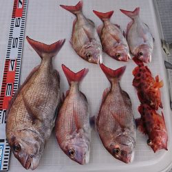 遊漁船 家入 釣果