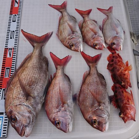 遊漁船 家入 釣果