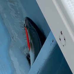 あみや渡船 JIGBOY 釣果