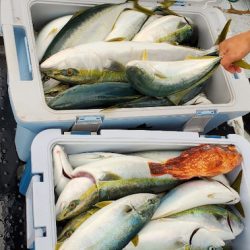 LUSTER『ラスター』 釣果