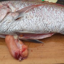 龍神丸(鹿児島) 釣果