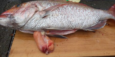 龍神丸(鹿児島) 釣果