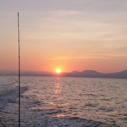 遊漁船　家入 釣果