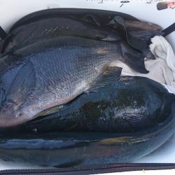 しば渡船 釣果