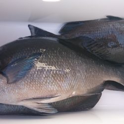 しば渡船 釣果