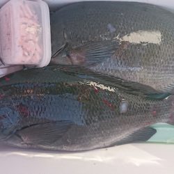 しば渡船 釣果