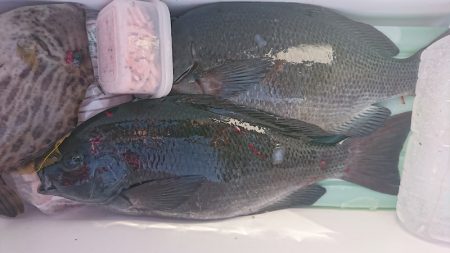 しば渡船 釣果