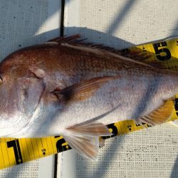 タイラバ遊漁船 ワンピース 釣果