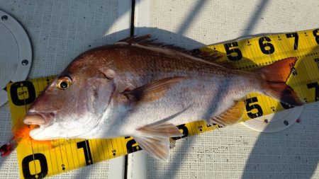 タイラバ遊漁船 ワンピース 釣果