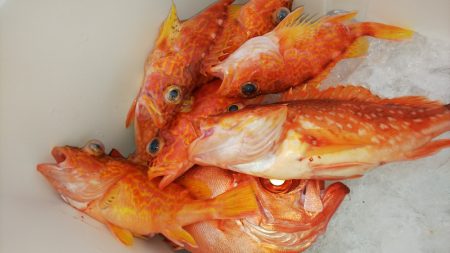 第二龍勢丸 釣果