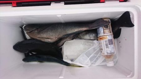しば渡船 釣果