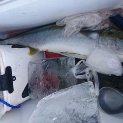 しば渡船 釣果