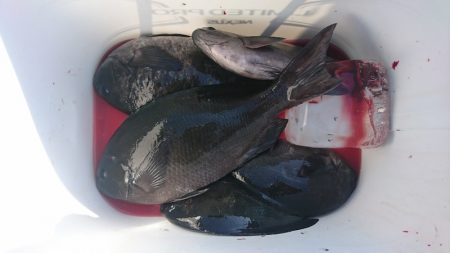 しば渡船 釣果