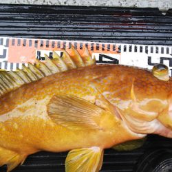 第二龍勢丸 釣果