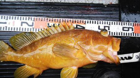 第二龍勢丸 釣果