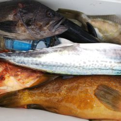 第二龍勢丸 釣果