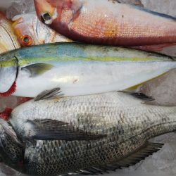 第二龍勢丸 釣果