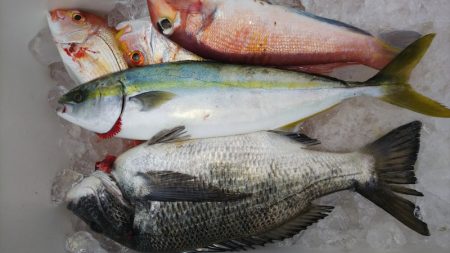 第二龍勢丸 釣果