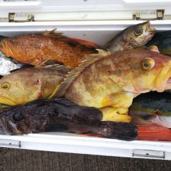 第二龍勢丸 釣果