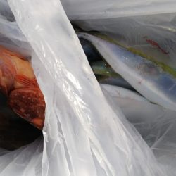 第二龍勢丸 釣果