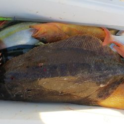 第二龍勢丸 釣果