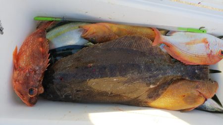 第二龍勢丸 釣果