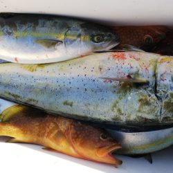 第二龍勢丸 釣果