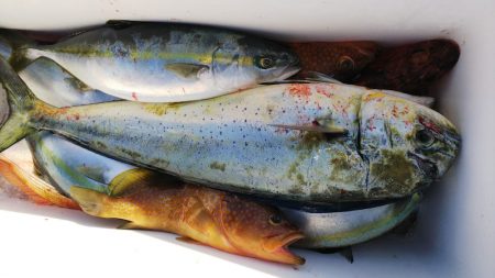 第二龍勢丸 釣果