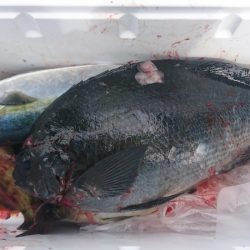 しば渡船 釣果