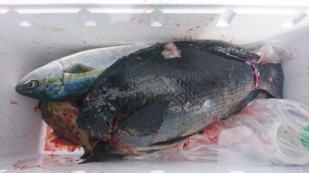 しば渡船 釣果