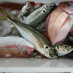 海龍丸（石川） 釣果