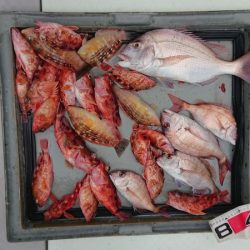 第二ゆず丸 釣果