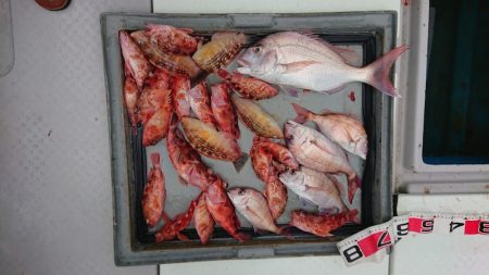 第二ゆず丸 釣果