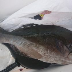 しば渡船 釣果