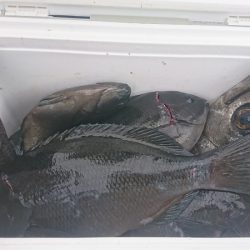 しば渡船 釣果