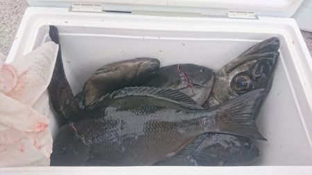 しば渡船 釣果