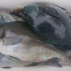 しば渡船 釣果