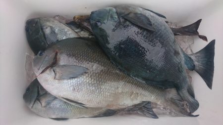 しば渡船 釣果