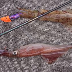 ARCADIAⅡ （アルカディアⅡ） 釣果